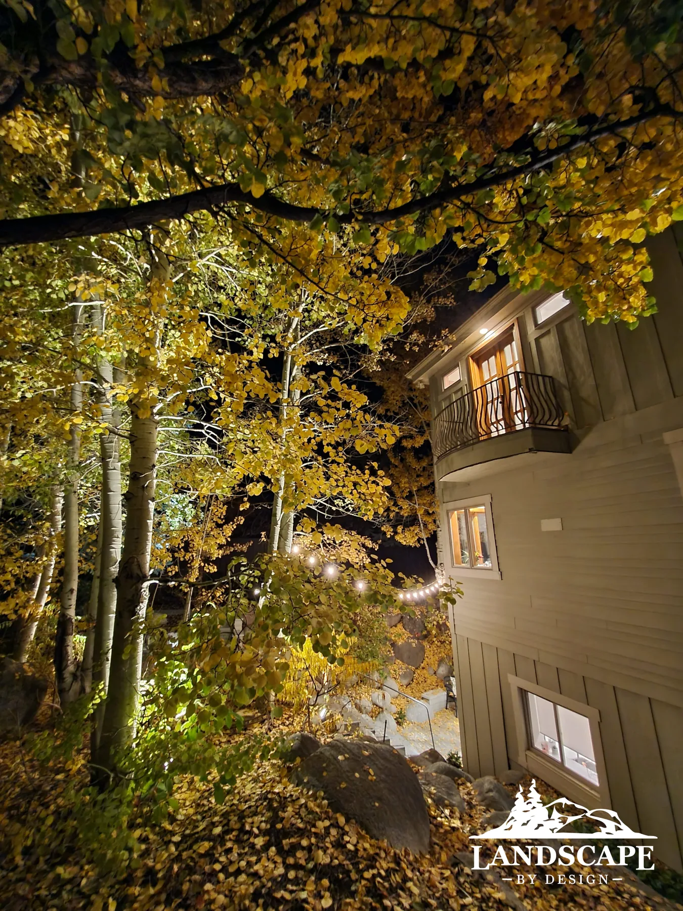 Lights And Aspens