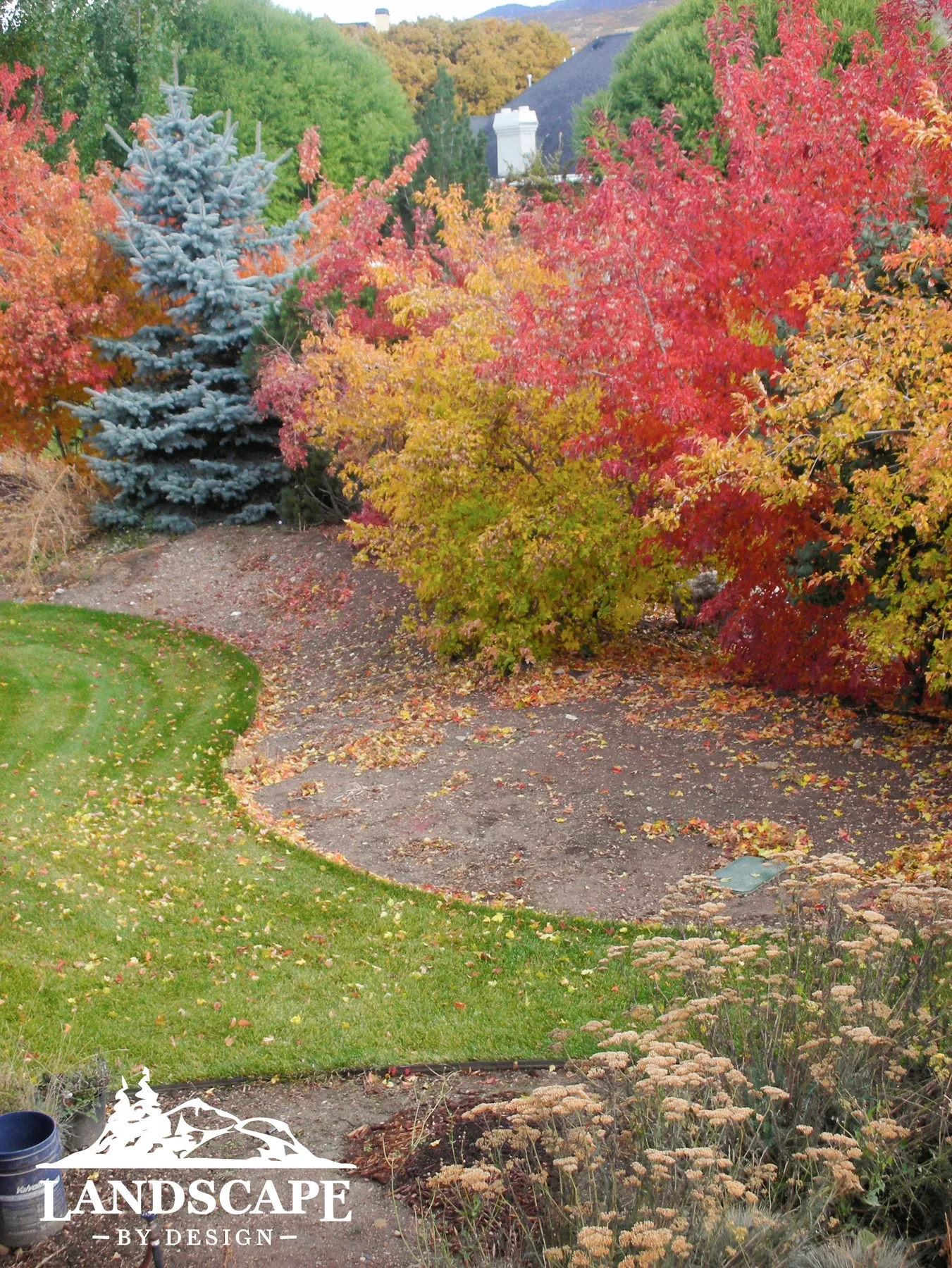 Trees For Privacy Fall